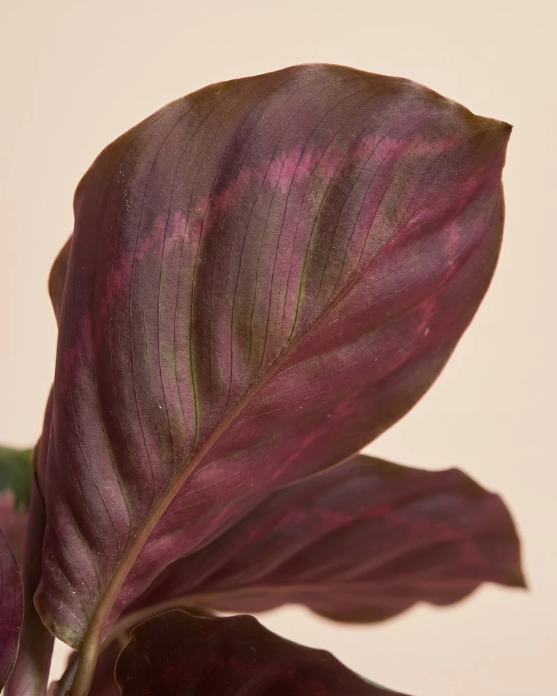 Calathea 'Rosy' • feey