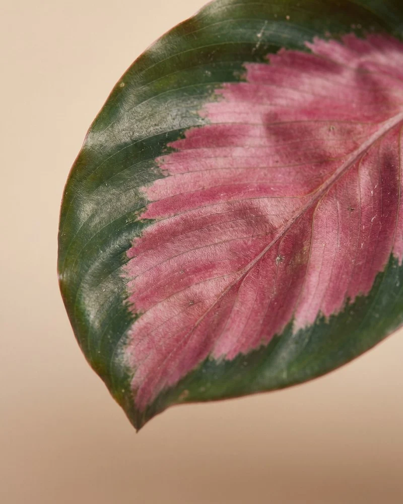 Calathea 'Rosy' • feey