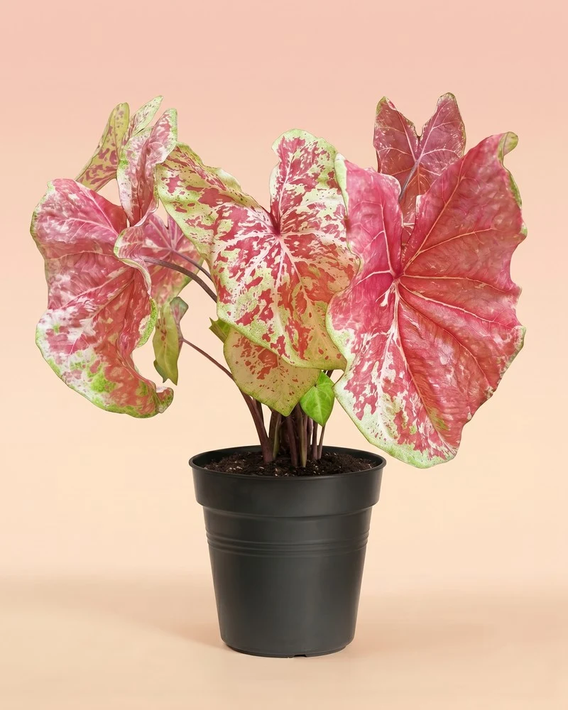 Caladium 'Raspberry Moon'