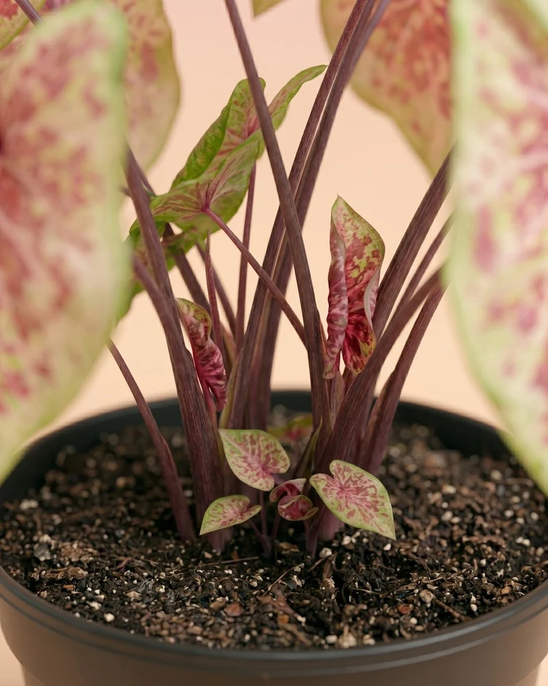 Caladium 'Raspberry Moon'