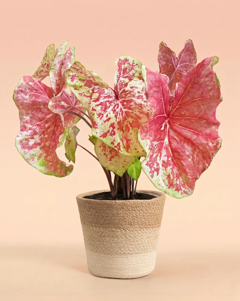 Caladium 'Raspberry Moon'