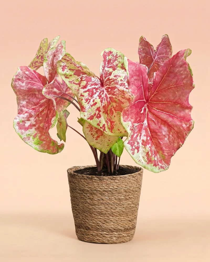 Caladium 'Raspberry Moon'