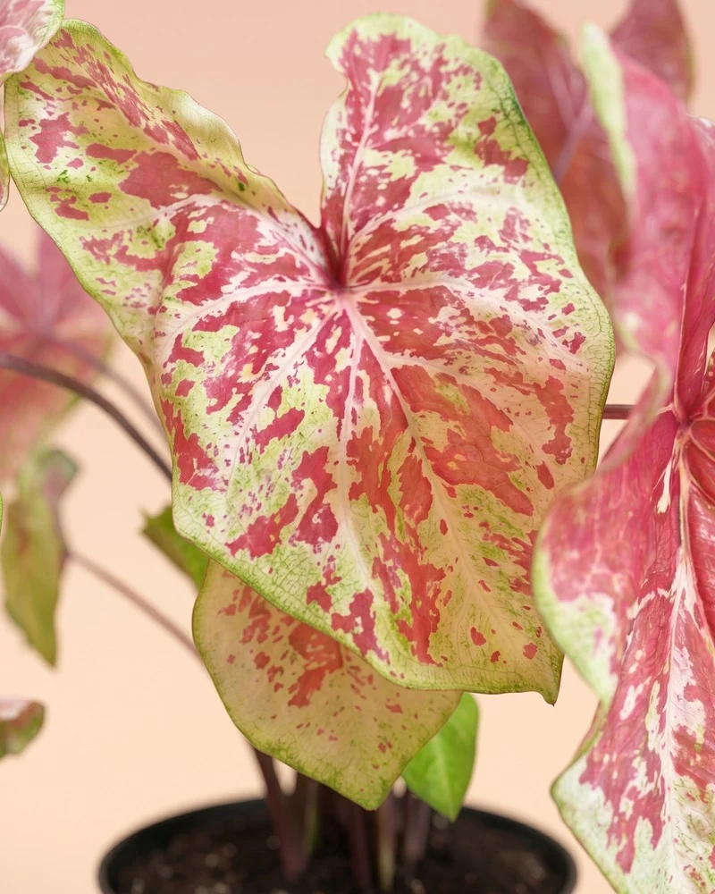 Caladium 'Raspberry Moon'