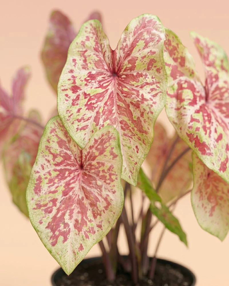 Caladium 'Raspberry Moon'