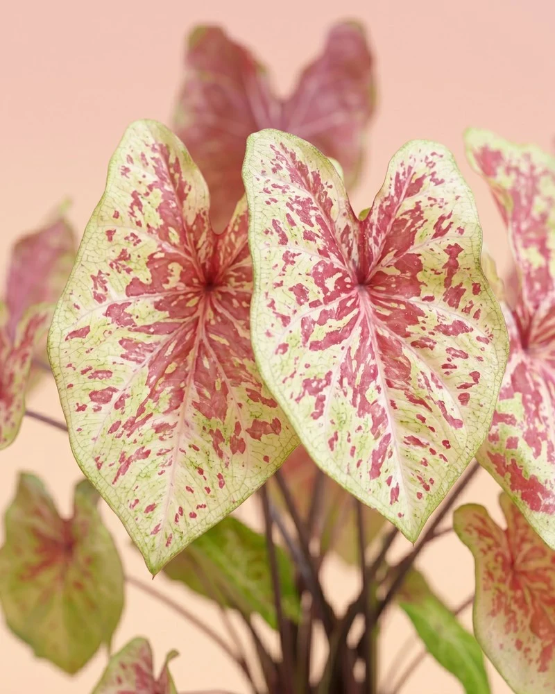 Caladium 'Raspberry Moon'