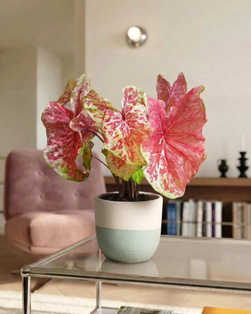 Caladium 'Raspberry Moon'