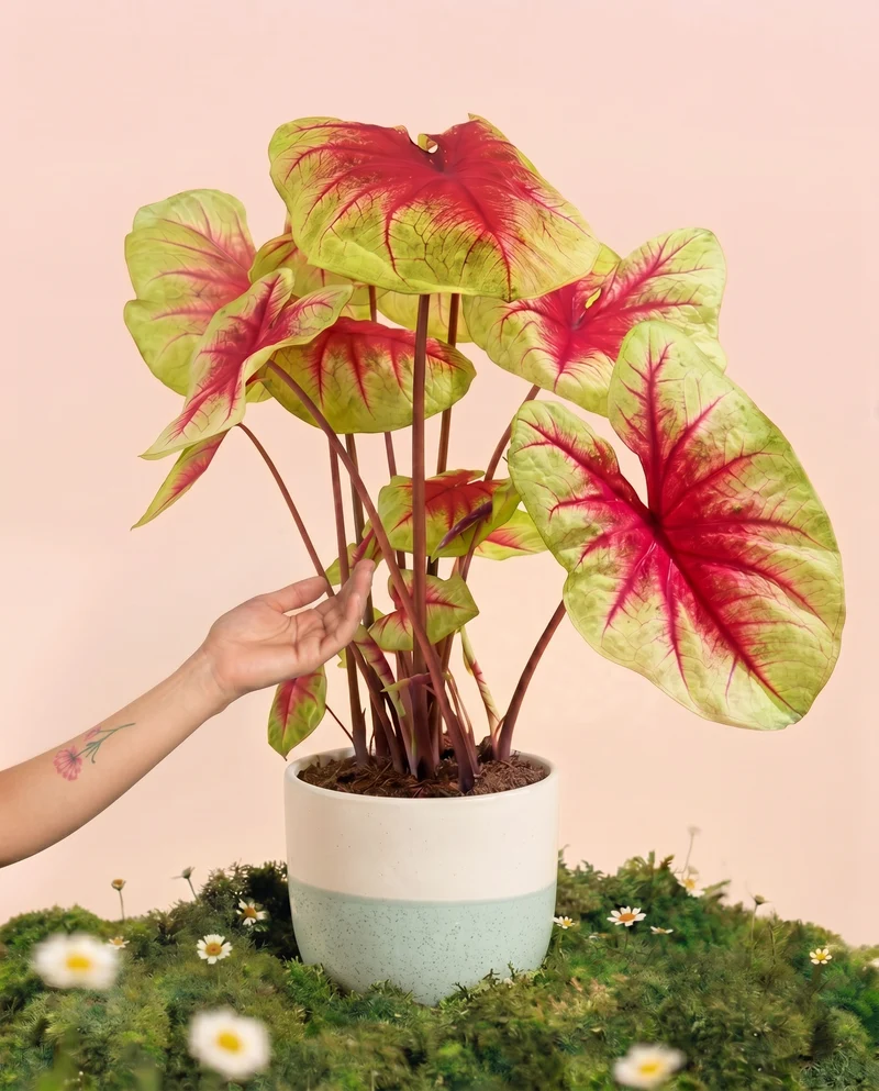 Caladium 'Lemon Blush'