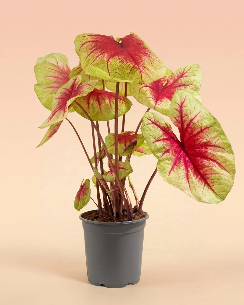 Caladium 'Lemon Blush'