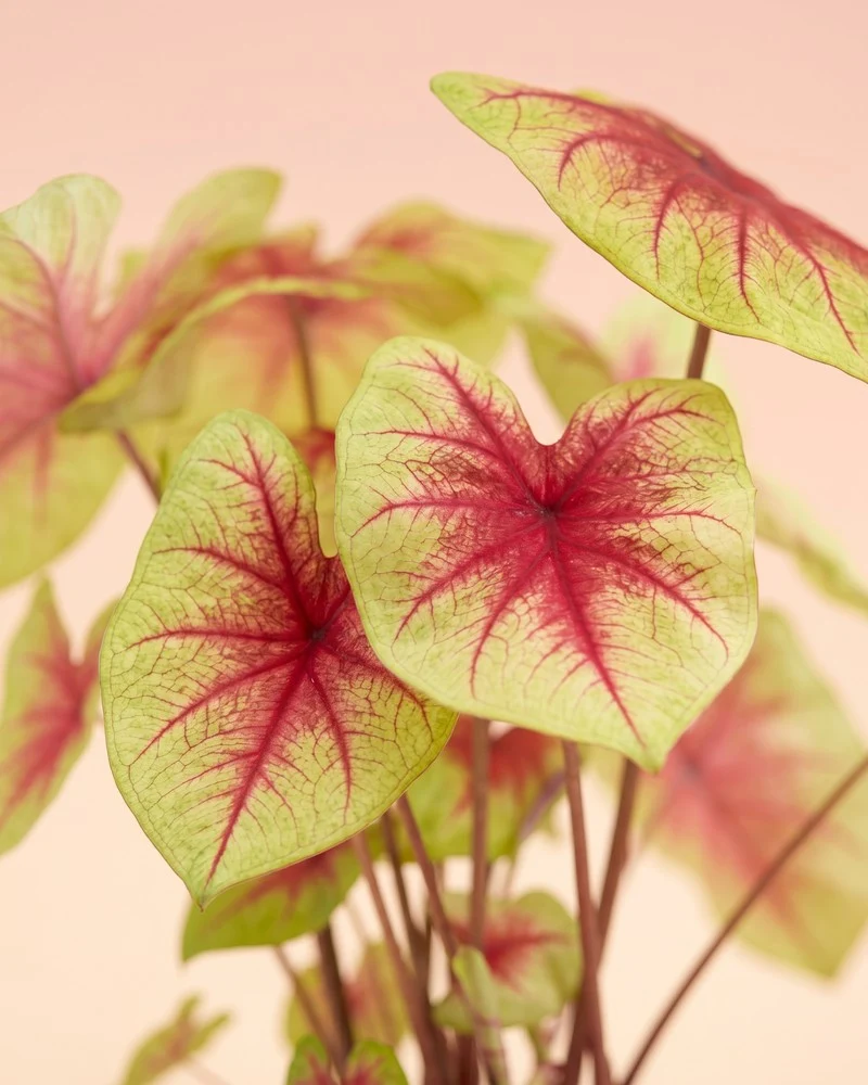 Caladium 'Lemon Blush'