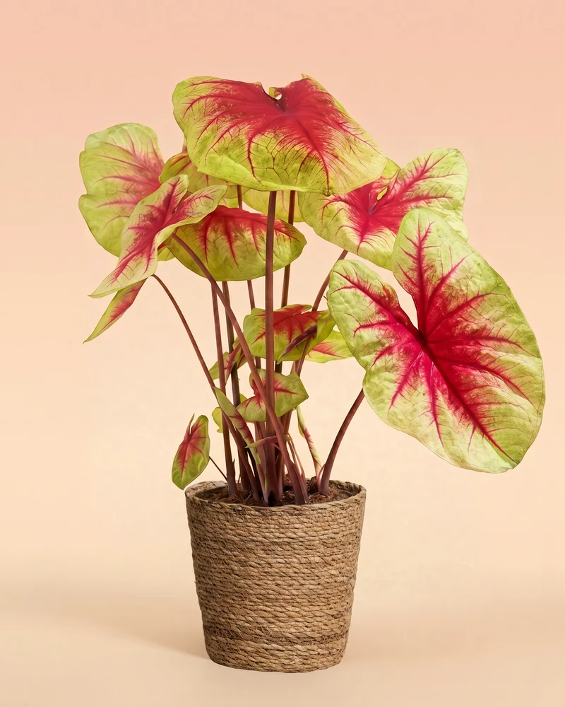 Caladium 'Lemon Blush'