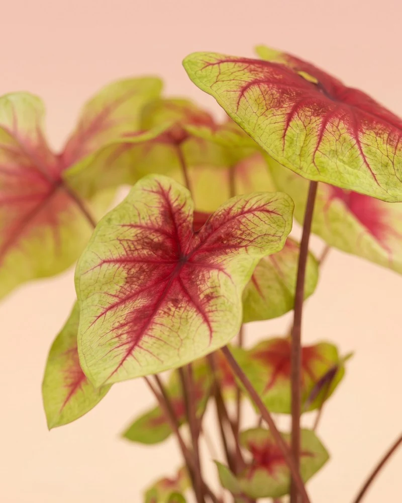 Caladium 'Lemon Blush'