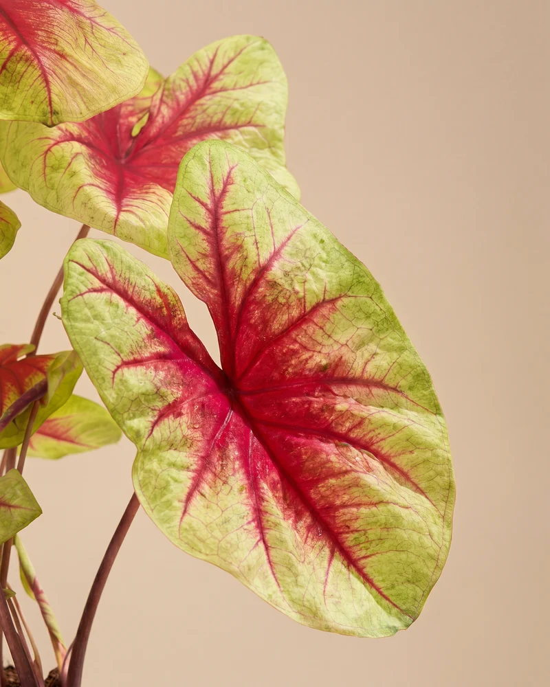 Caladium 'Lemon Blush'