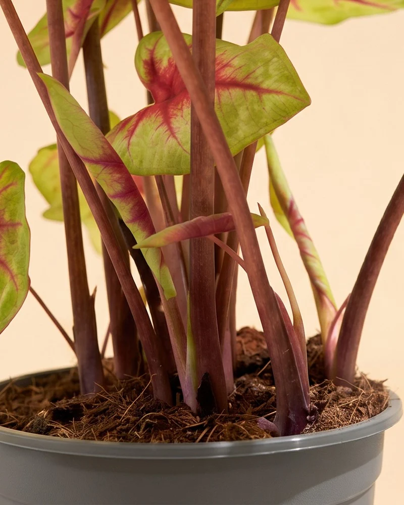 Caladium 'Lemon Blush'