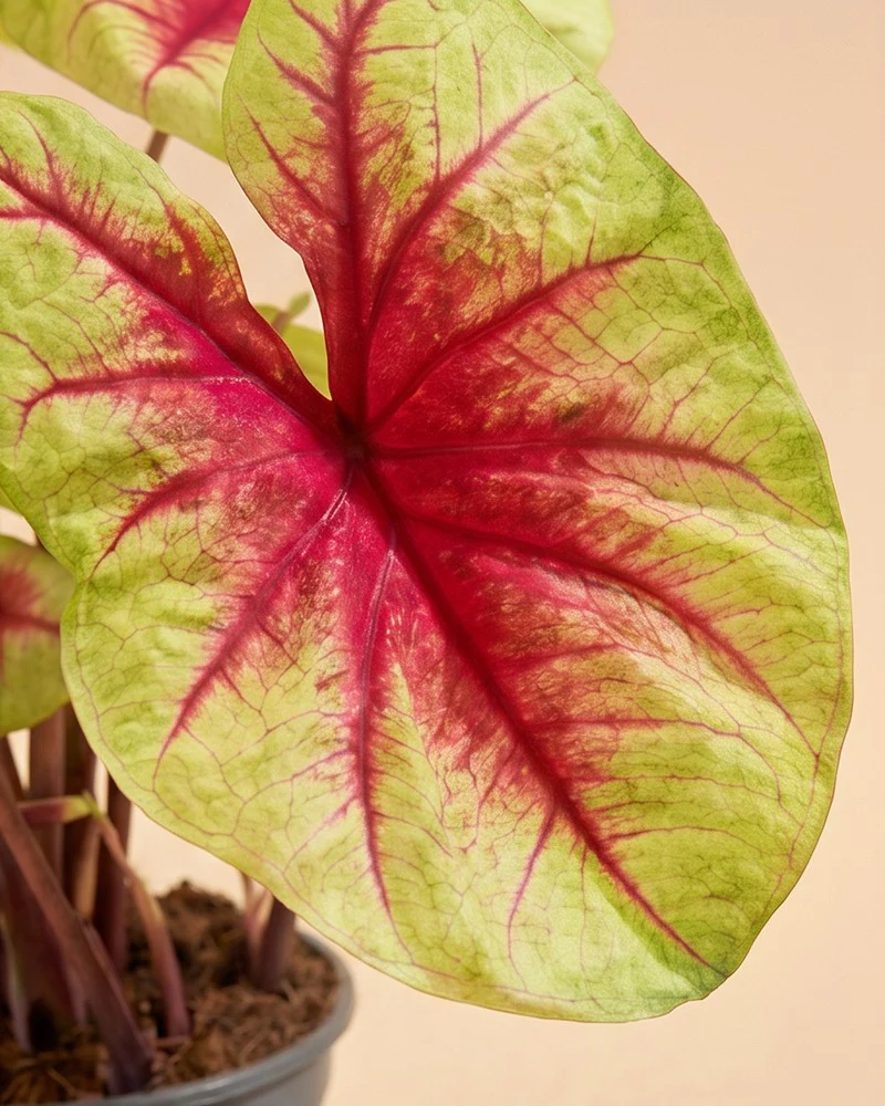 Caladium 'Lemon Blush'