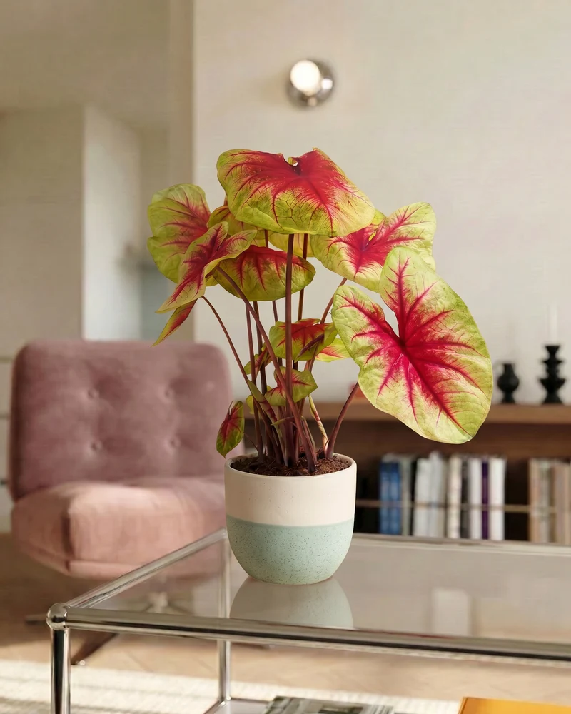 Caladium 'Lemon Blush'