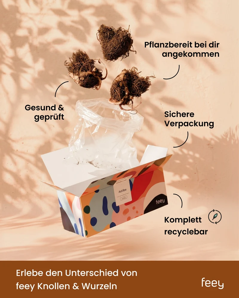 Gelber Sonnenhut (Wurzelstock)