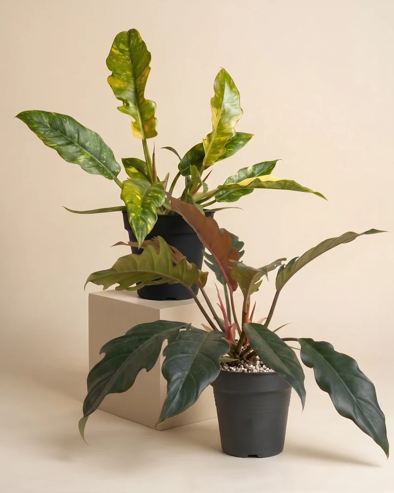 Zackiges Philodendron-Duo
