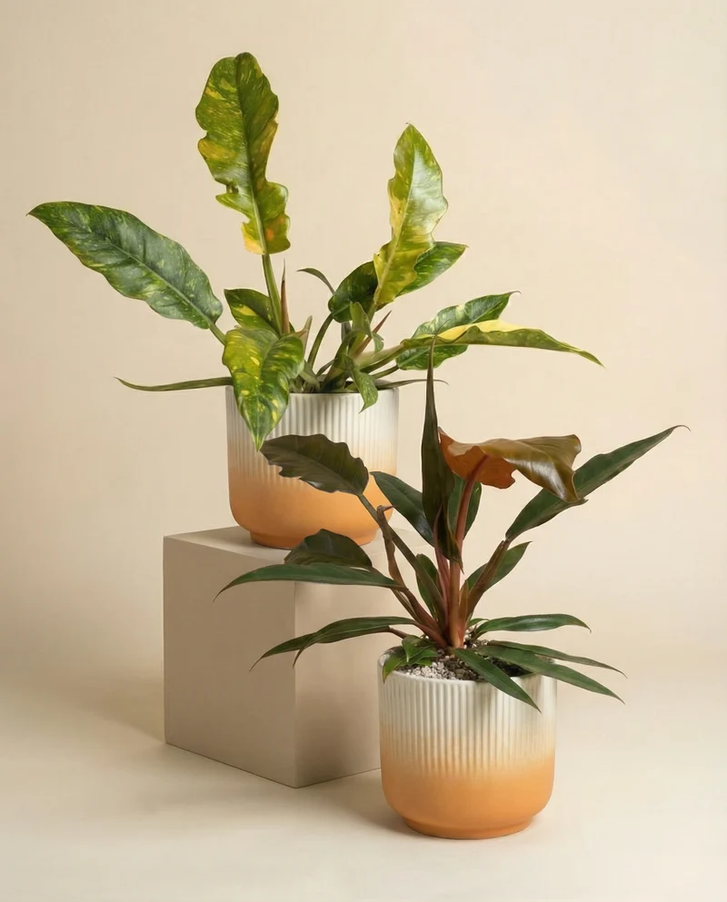 Zackiges Philodendron-Duo