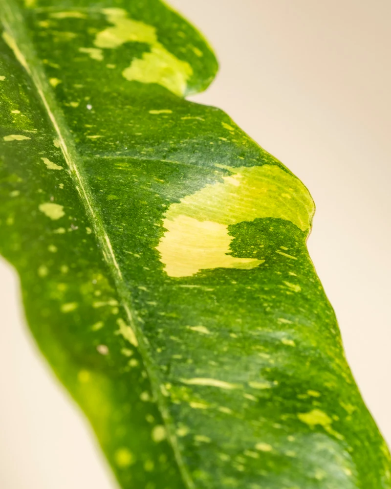 Philodendron 'Ring of Fire' • feey