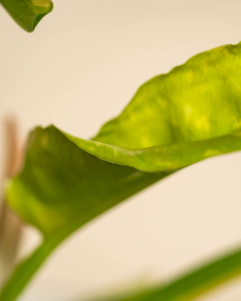 Philodendron 'Ring of Fire' • feey