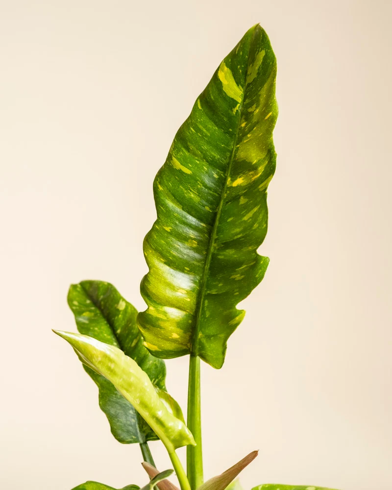Philodendron 'Ring of Fire' • feey