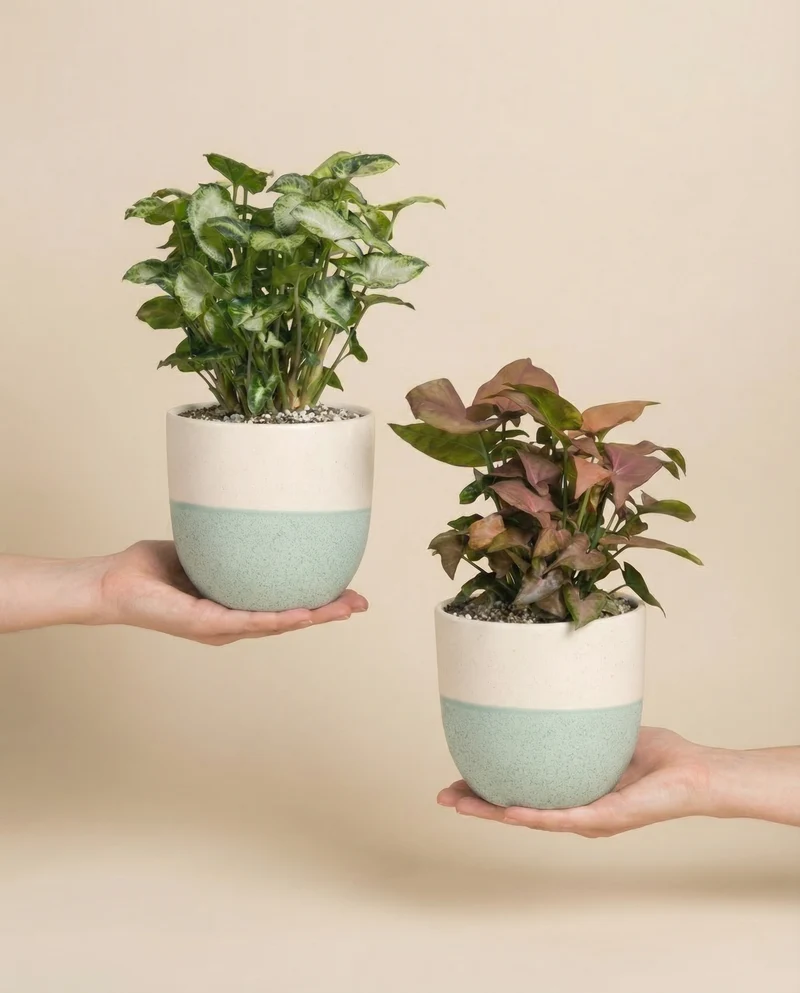 Schweizer Syngonium-Duo