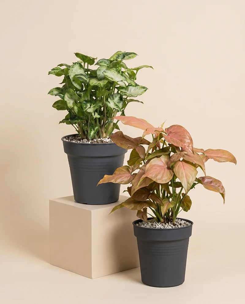 Schweizer Syngonium-Duo