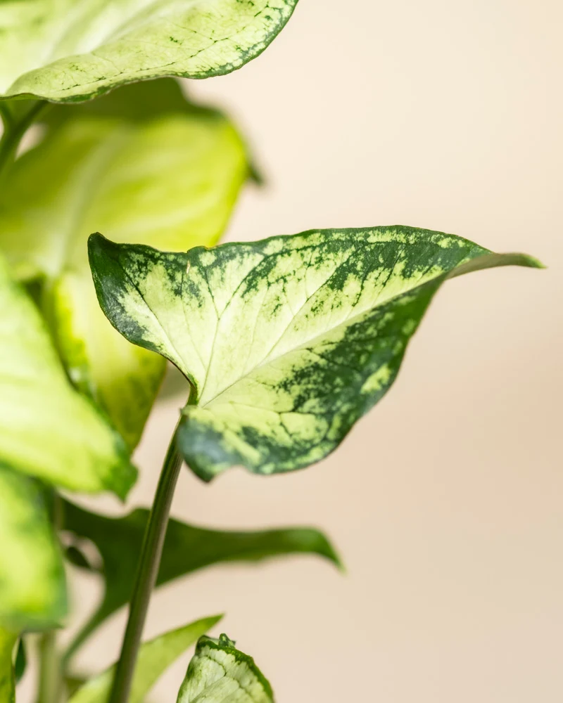 Schweizer Syngonium-Duo