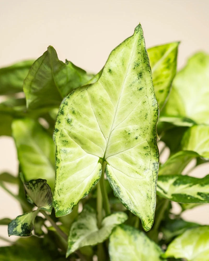 Schweizer Syngonium-Duo
