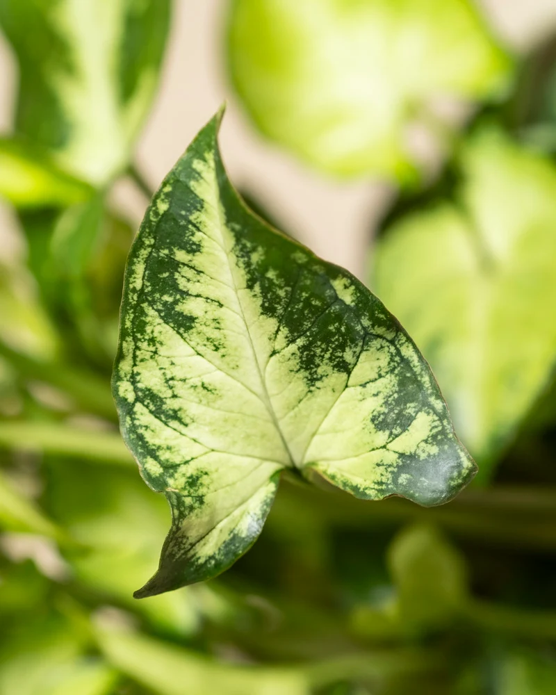 Schweizer Syngonium-Duo