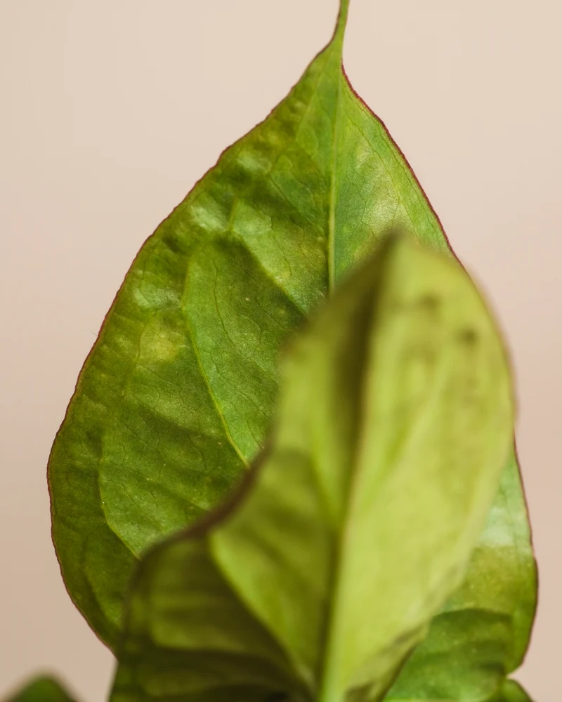 Schweizer Syngonium-Duo