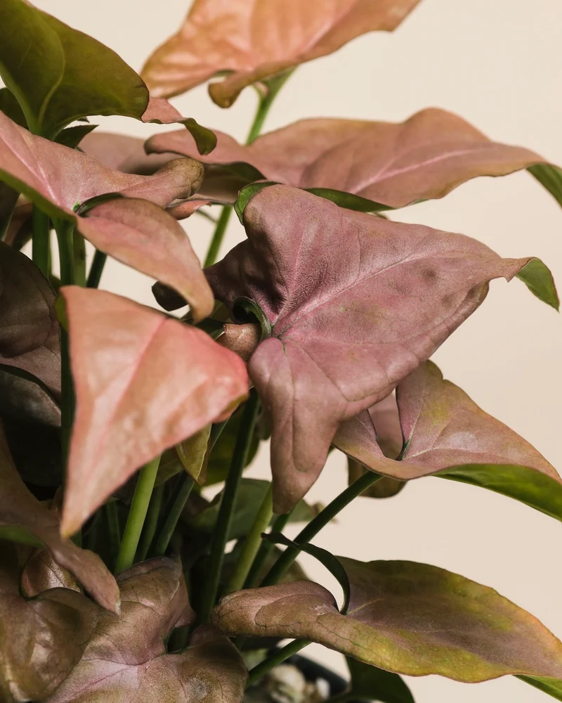 Schweizer Syngonium-Duo
