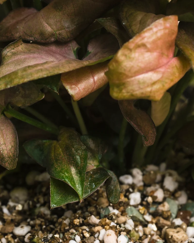 Schweizer Syngonium-Duo