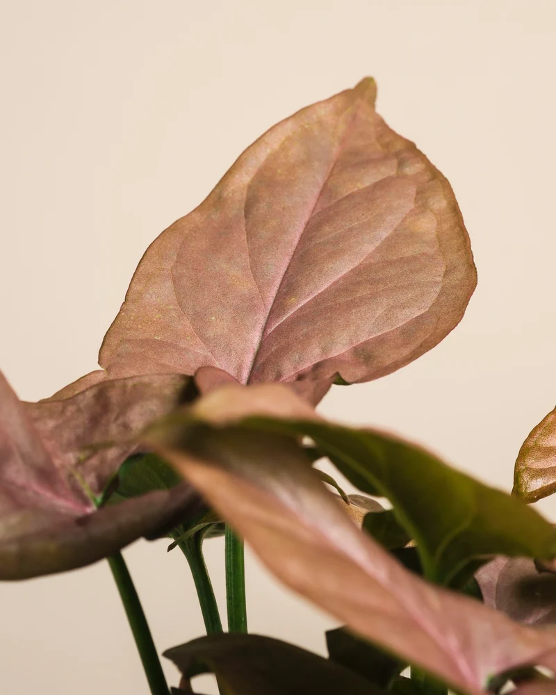 Schweizer Syngonium-Duo