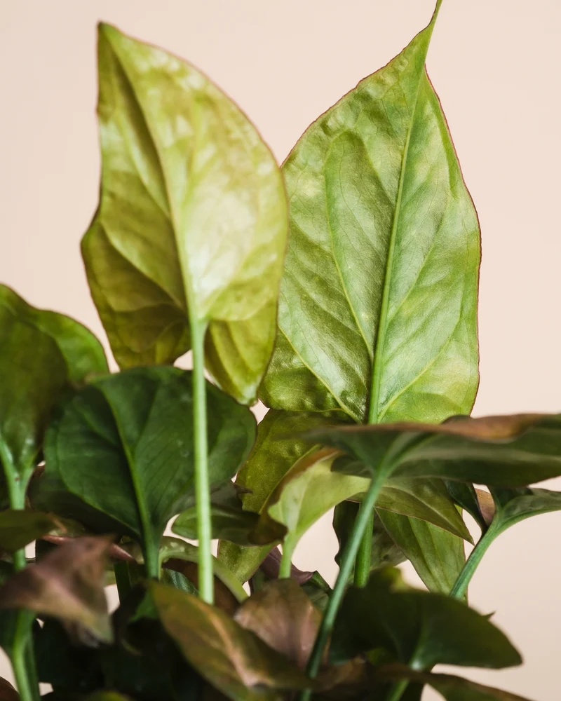 Schweizer Syngonium-Duo