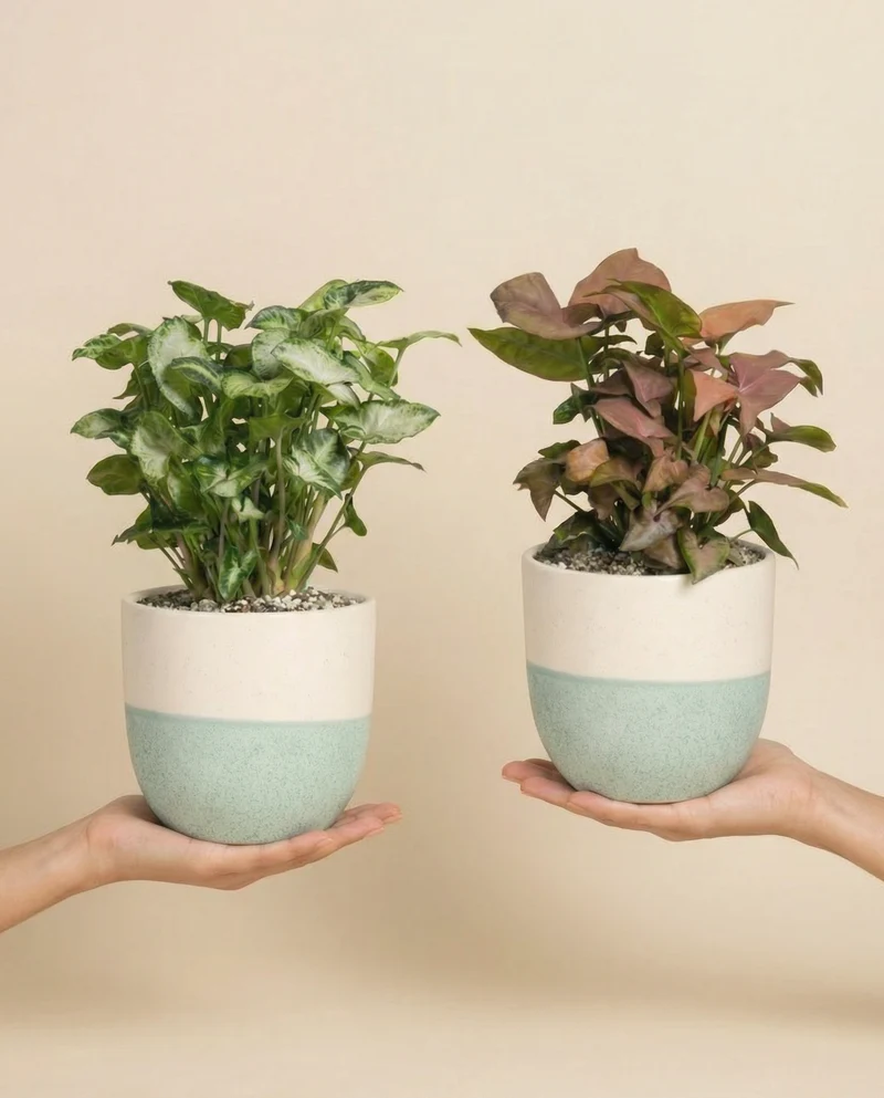 Schweizer Syngonium-Duo