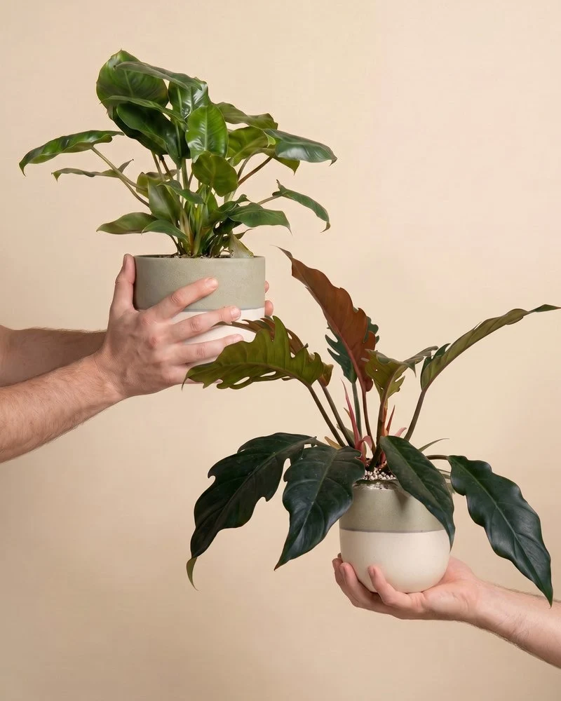 Philodendron Power-Duo