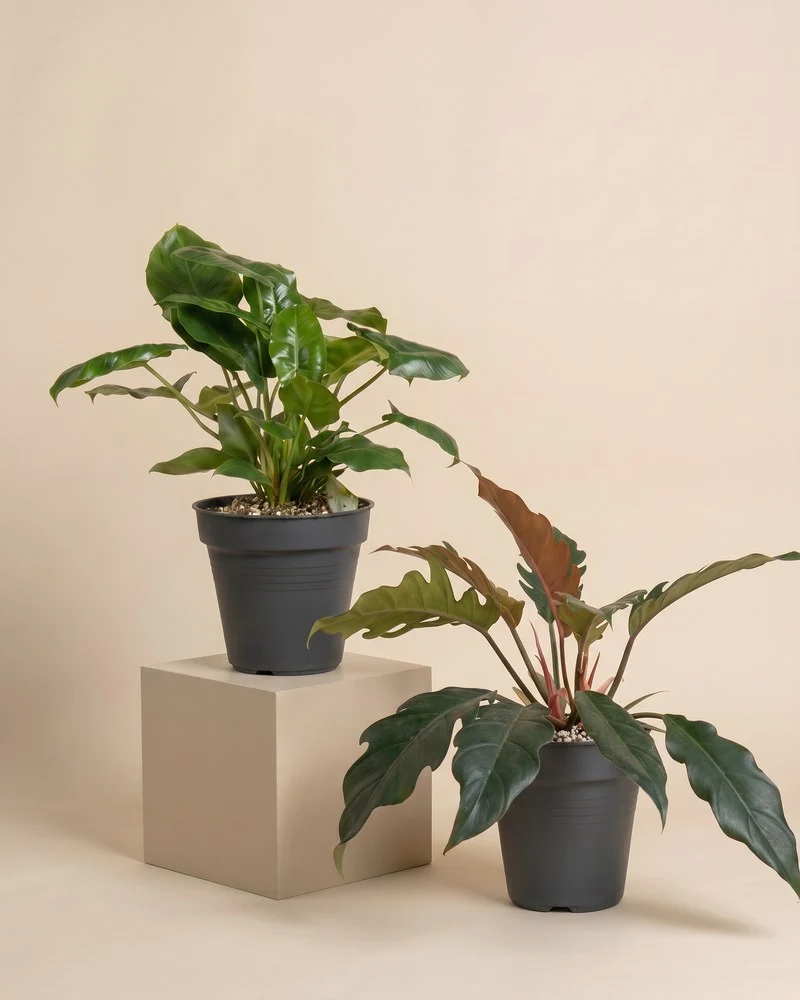 Philodendron Power-Duo