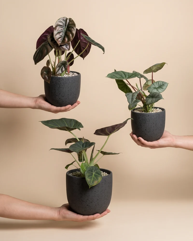 Alocasia Trio • feey