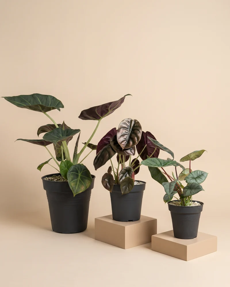 Alocasia Trio • feey
