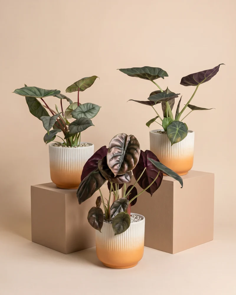 Alocasia Trio • feey