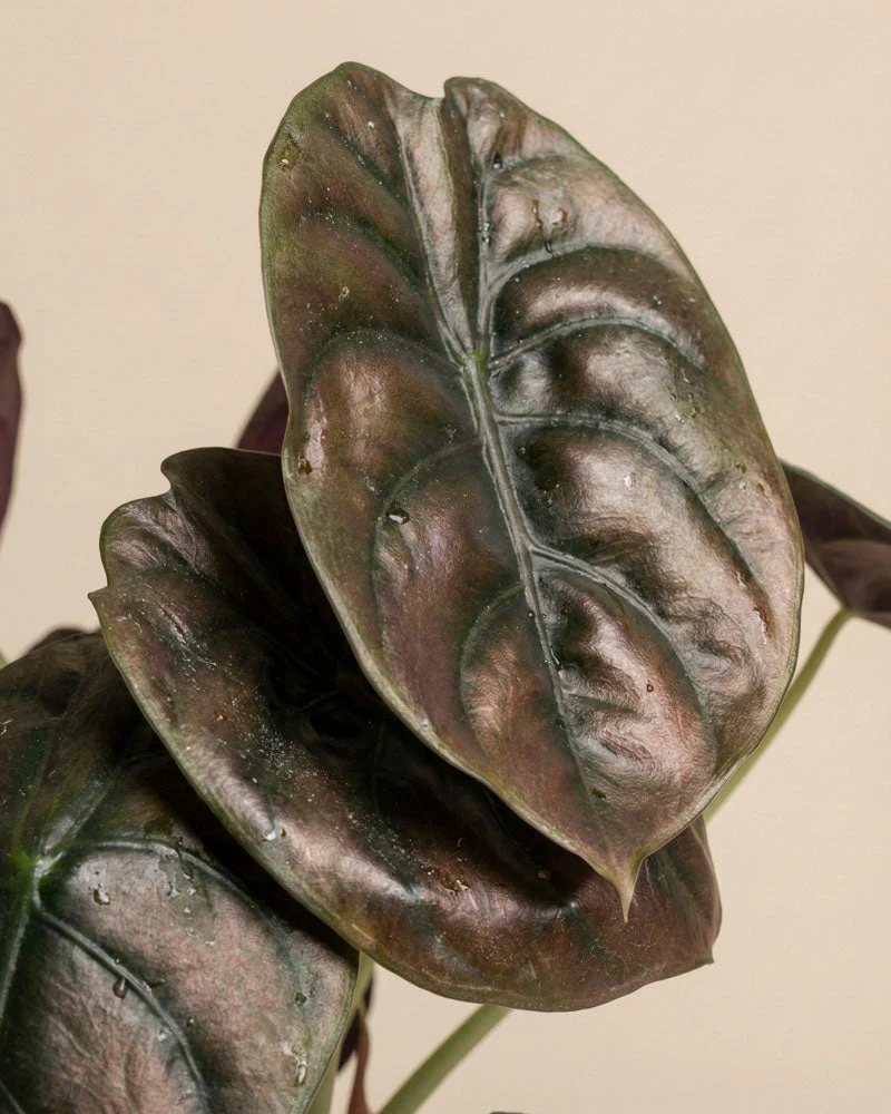 Alocasia Trio • feey