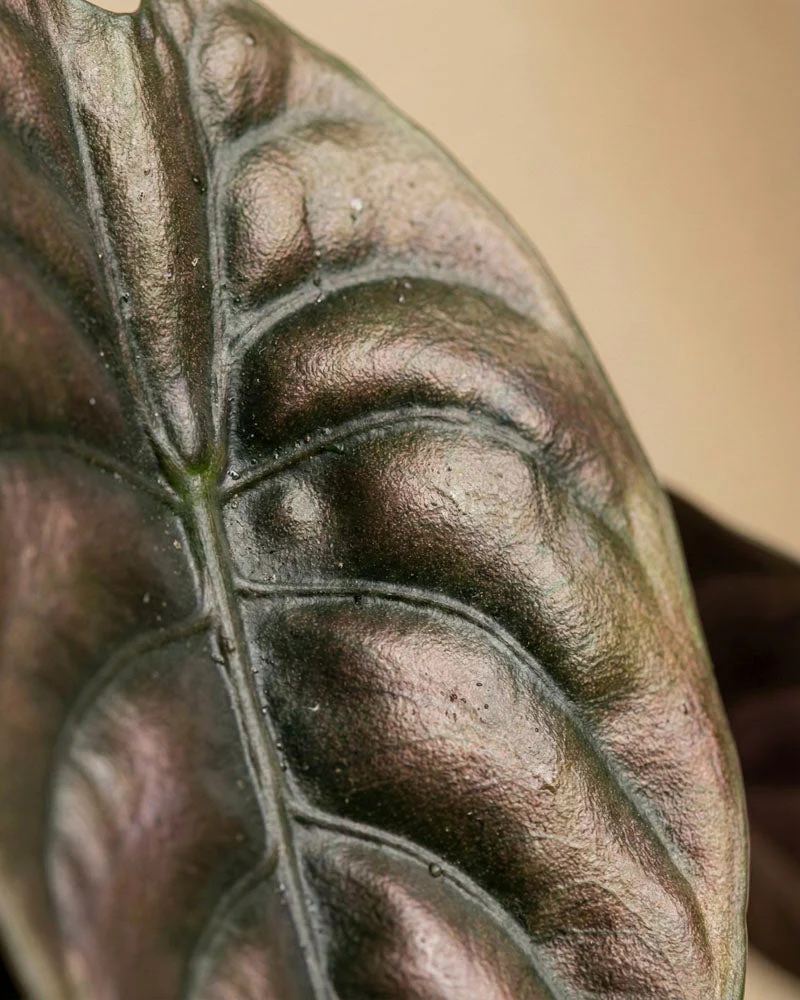 Alocasia Trio • feey