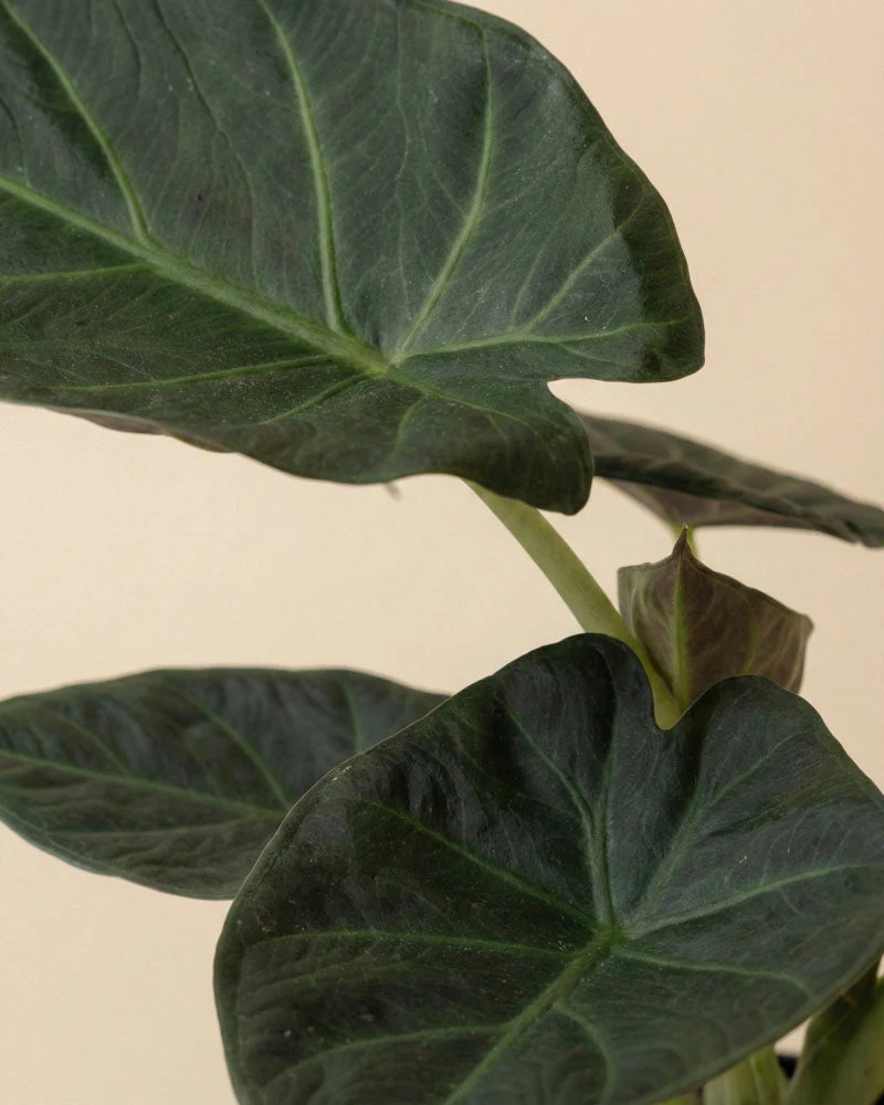 Alocasia Trio • feey