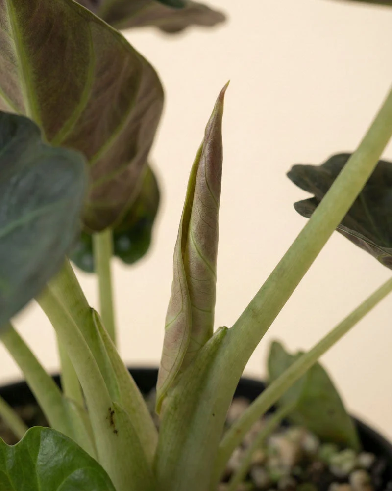 Alocasia Trio • feey
