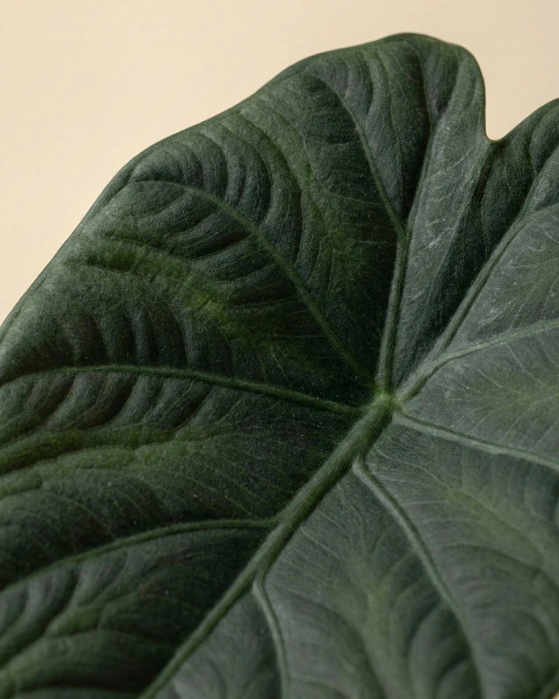 Alocasia Trio • feey