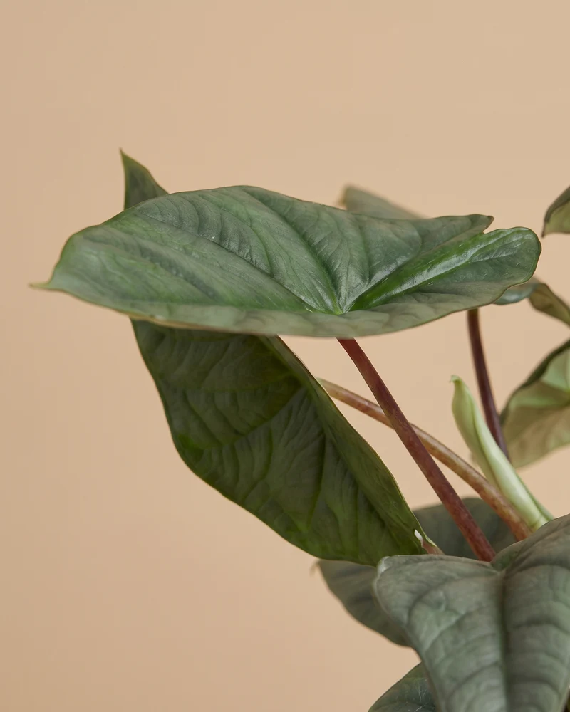 Alocasia Trio • feey