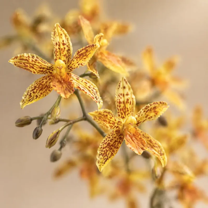Künstliche Orchidee – Renanthera, 56 cm im Topf