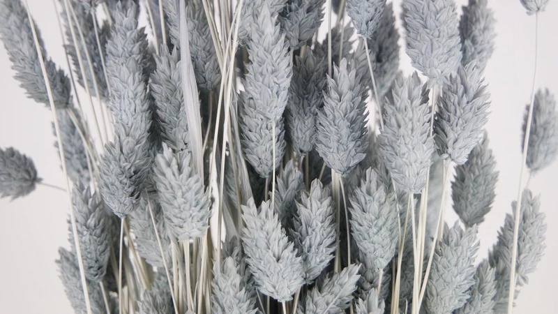Phalaris getrocknet - 1 Bund - Blaugrau