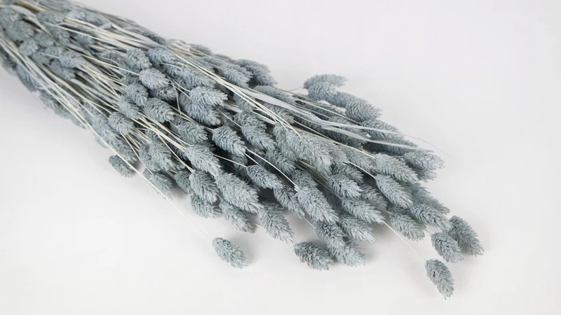 Phalaris getrocknet - 1 Bund - Blaugrau